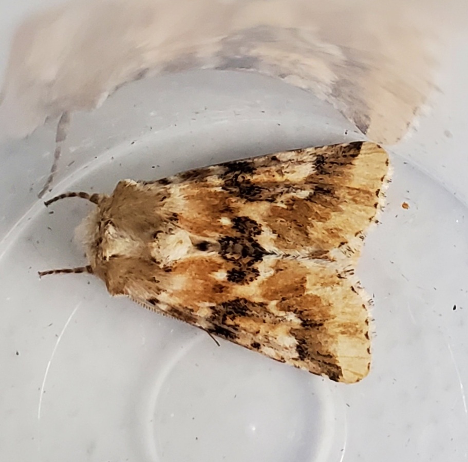 Dusky Sallow